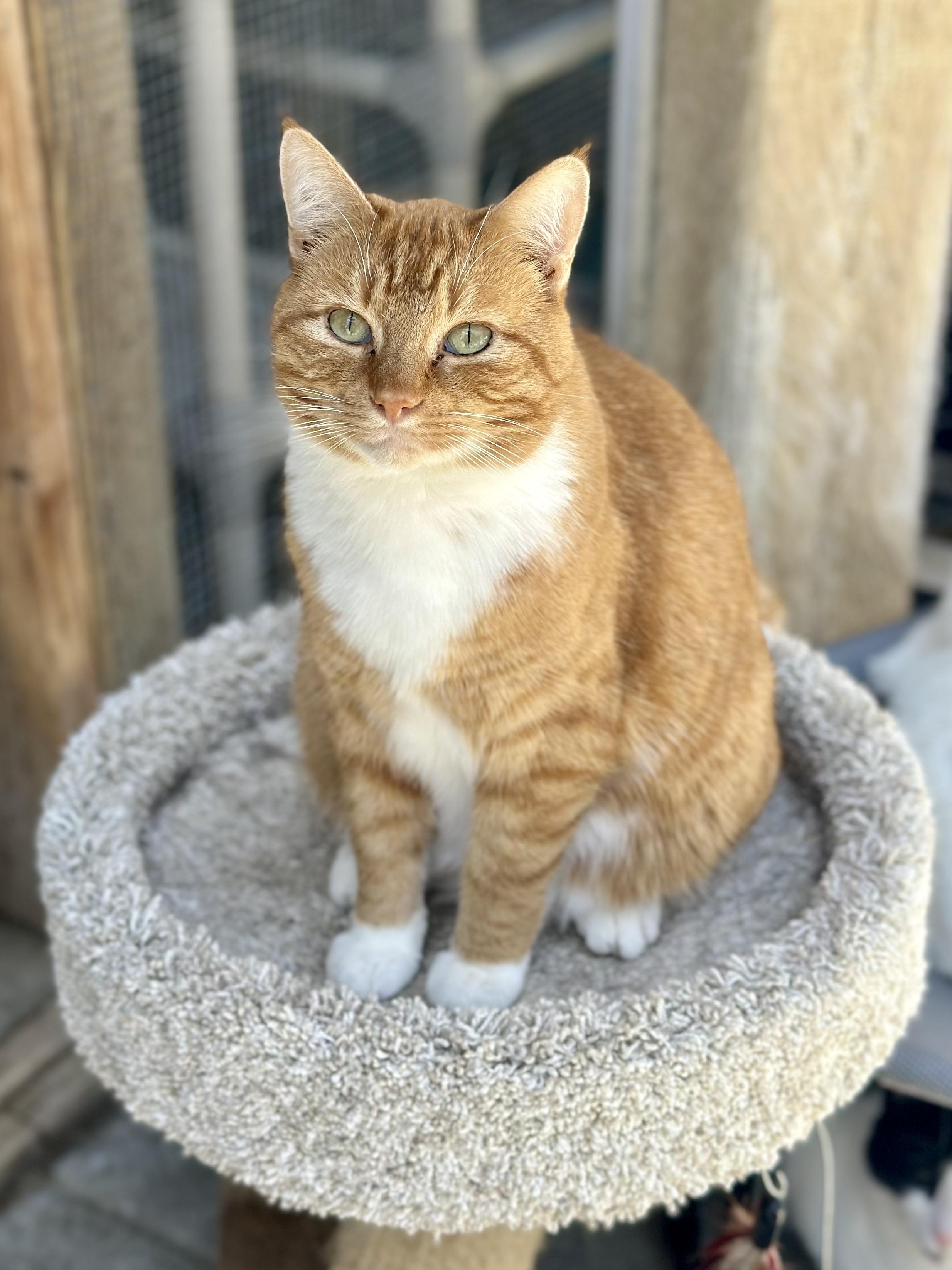 George, a ADOPTABLE Domestic Short Hair in Faribault, MN image 3/4