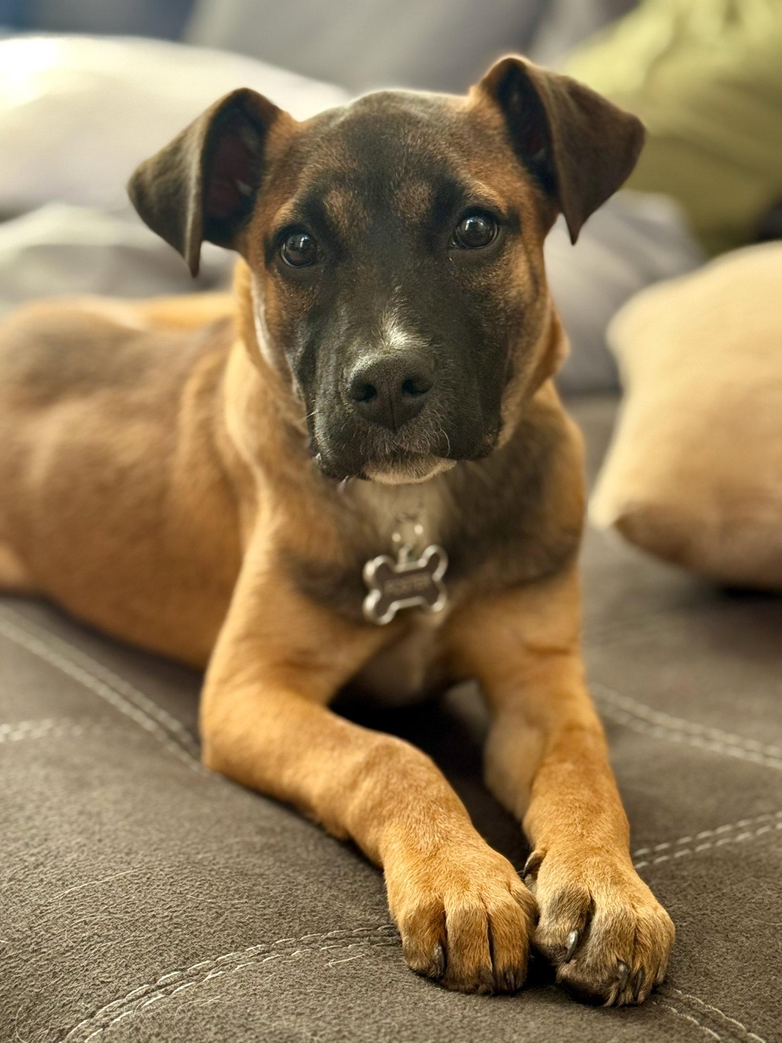 River Roo, Adoptable, Young Male Boxer.