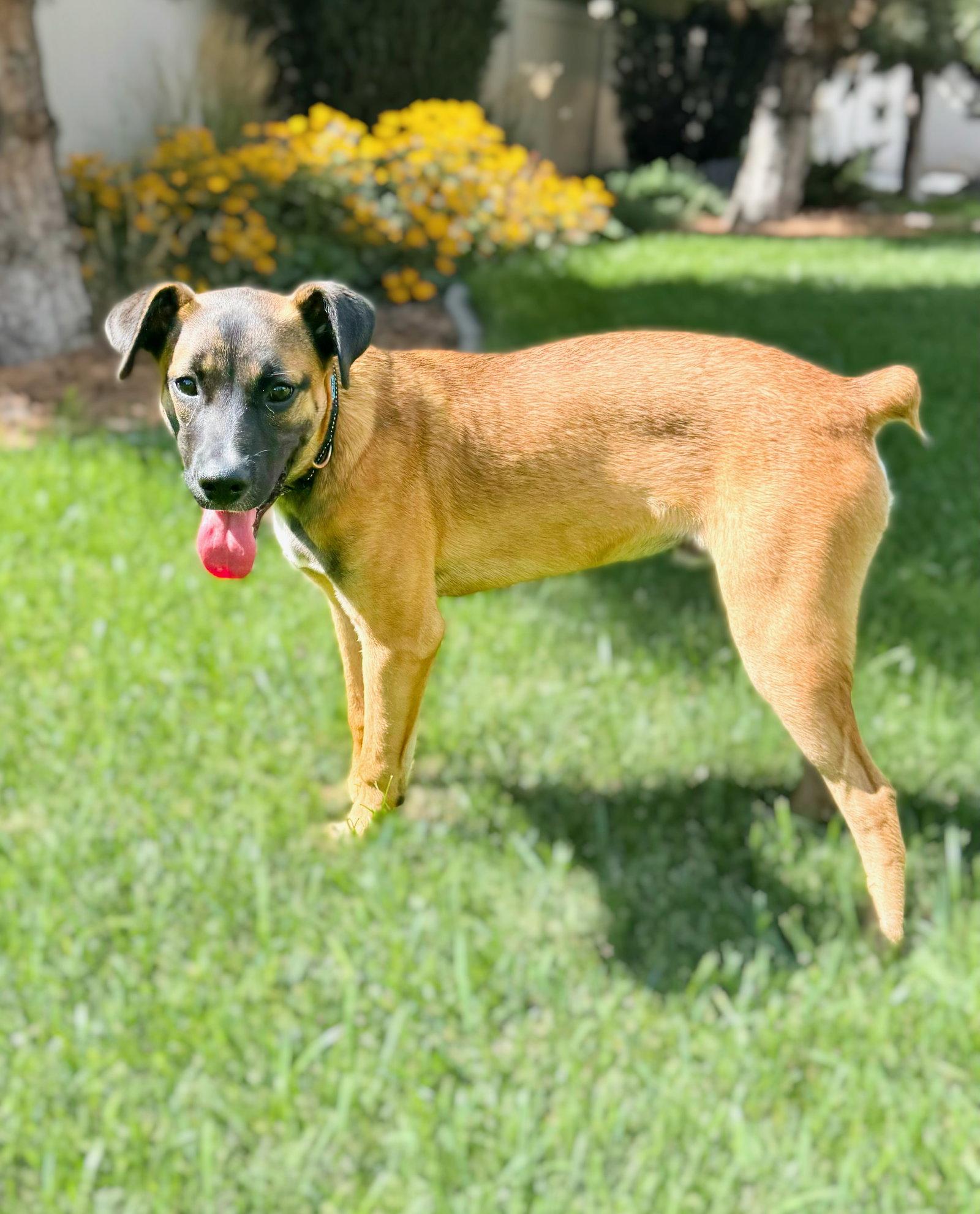 Enlarge River Roo, a Adoptable Boxer in Salt Lake City, UT image 2/3