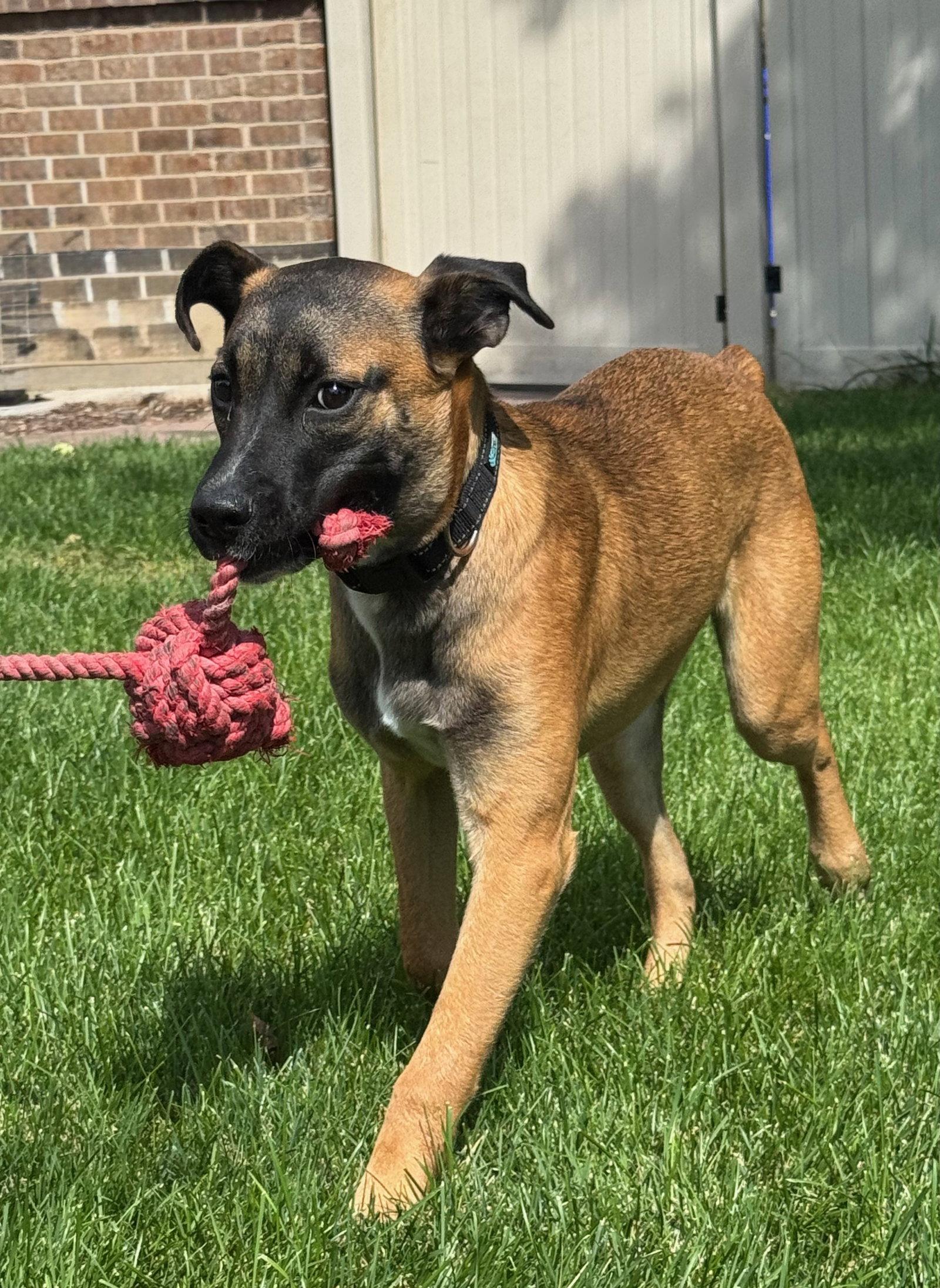 Enlarge River Roo, a Adoptable Boxer in Salt Lake City, UT image 3/3