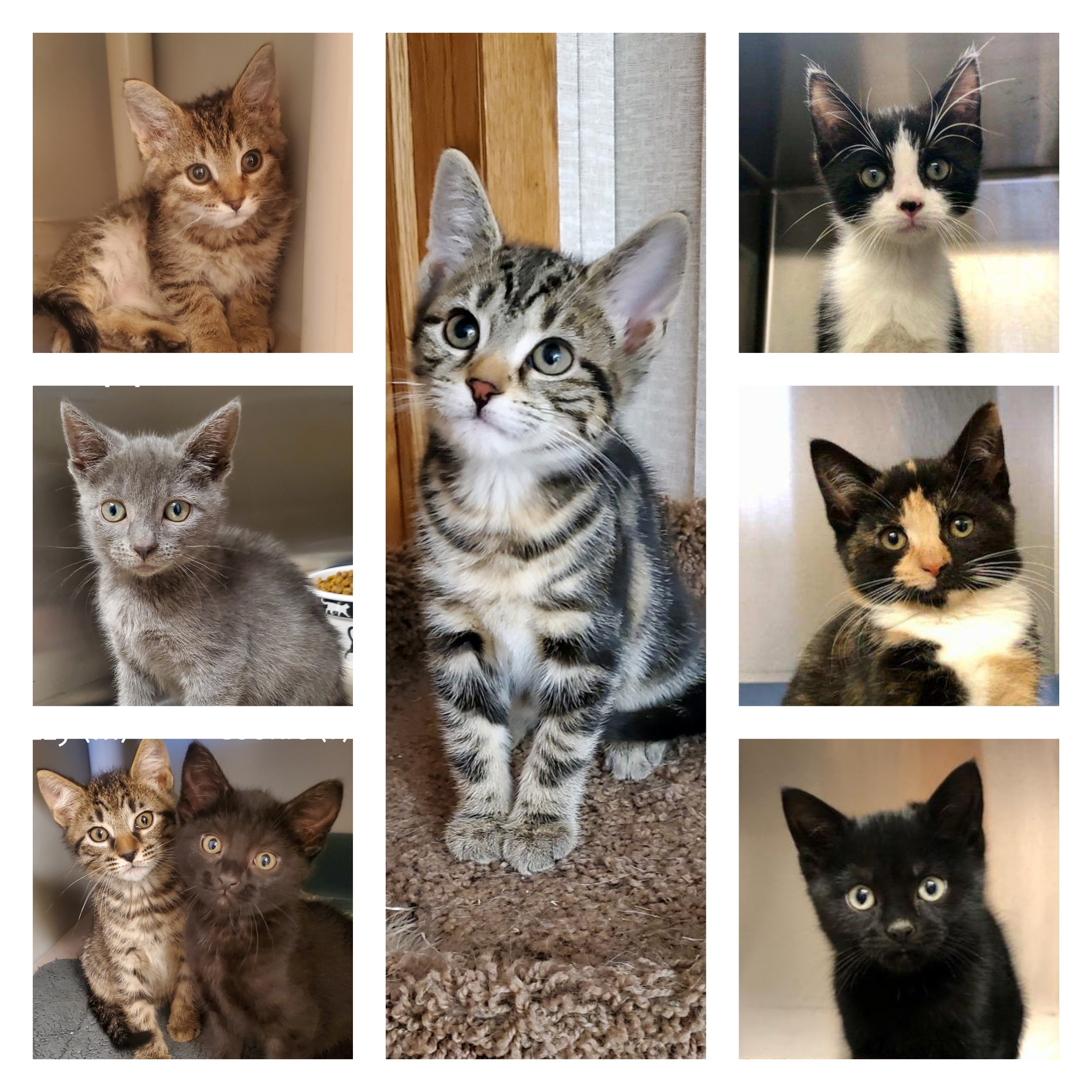 2 KITTENS! Click here for more info!, Adoptable, Kitten Female Domestic Short Hair.