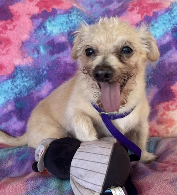 Stinky, Adoptable, Senior Male Norwich Terrier.