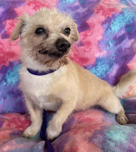 Enlarge Stinky, a Adoptable Norwich Terrier in Memphis, TN image 4/4