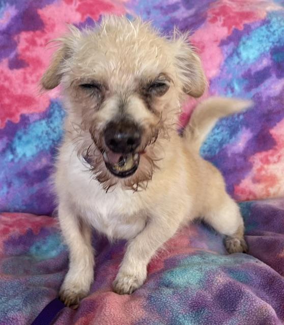 Enlarge Stinky, a Adoptable Norwich Terrier in Memphis, TN image 2/4