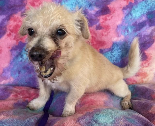 Enlarge Stinky, a Adoptable Norwich Terrier in Memphis, TN image 3/4