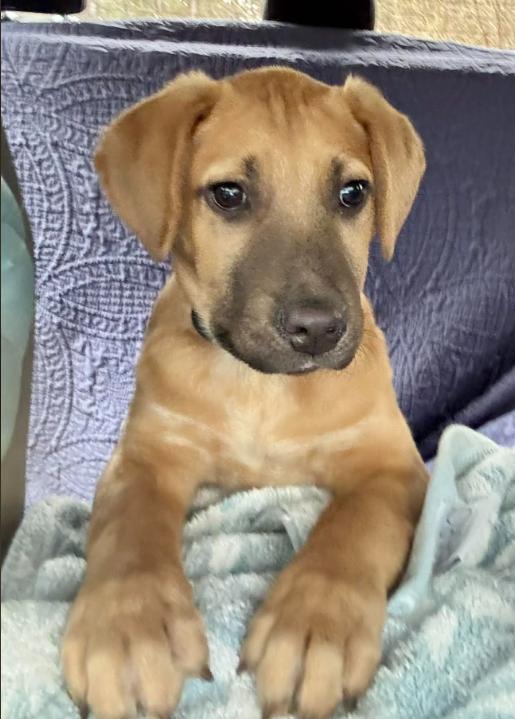 Enlarge Possum, a ADOPTABLE mixed breed in Eutawville, SC image 1/6