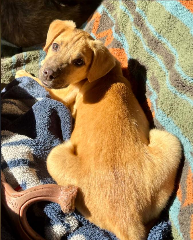 Possum, a ADOPTABLE mixed breed in Eutawville, SC image 4/4