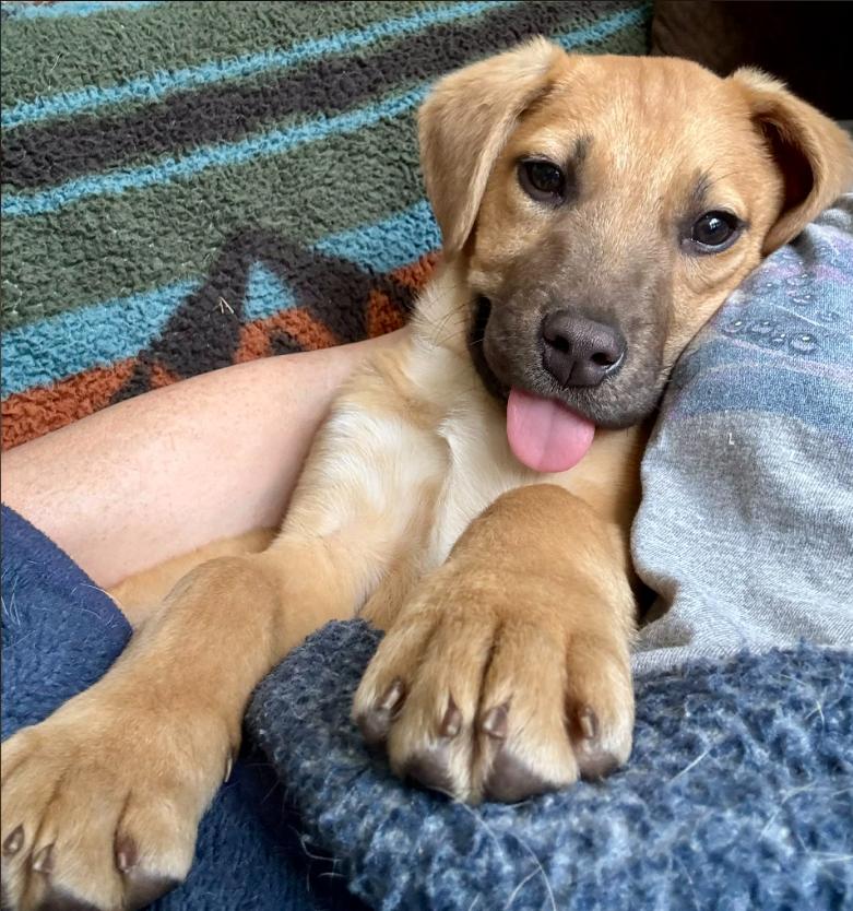 Possum, ADOPTABLE, Puppy Male Mixed Breed.