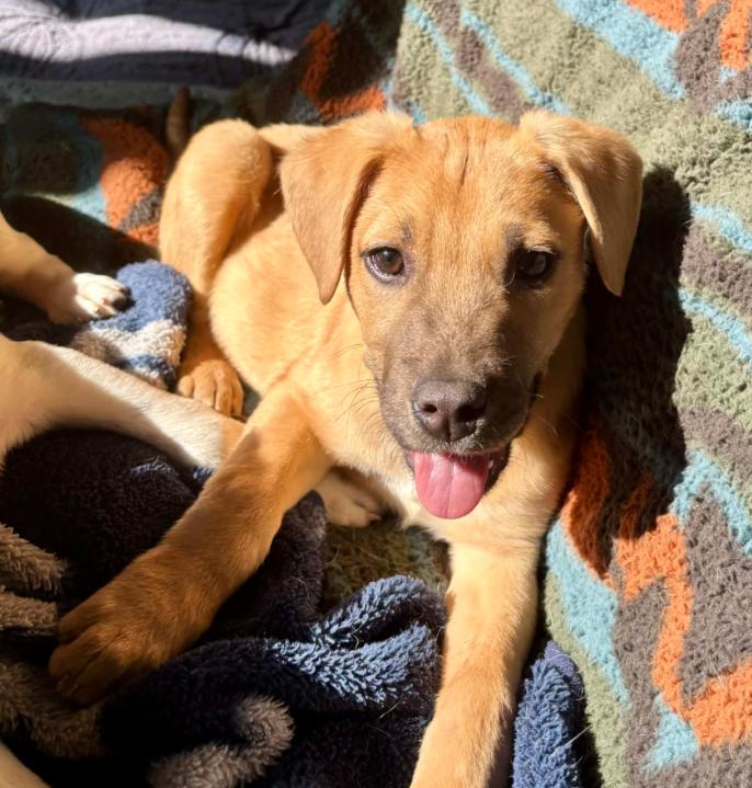 Possum, a ADOPTABLE mixed breed in Eutawville, SC image 3/4