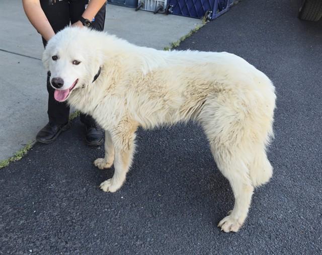 BARRY, Adoptable, Young Male Great Pyrenees & Mixed Breed.