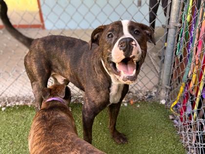 Luke Duke, Adoptable, Adult Male Hound & Mixed Breed.