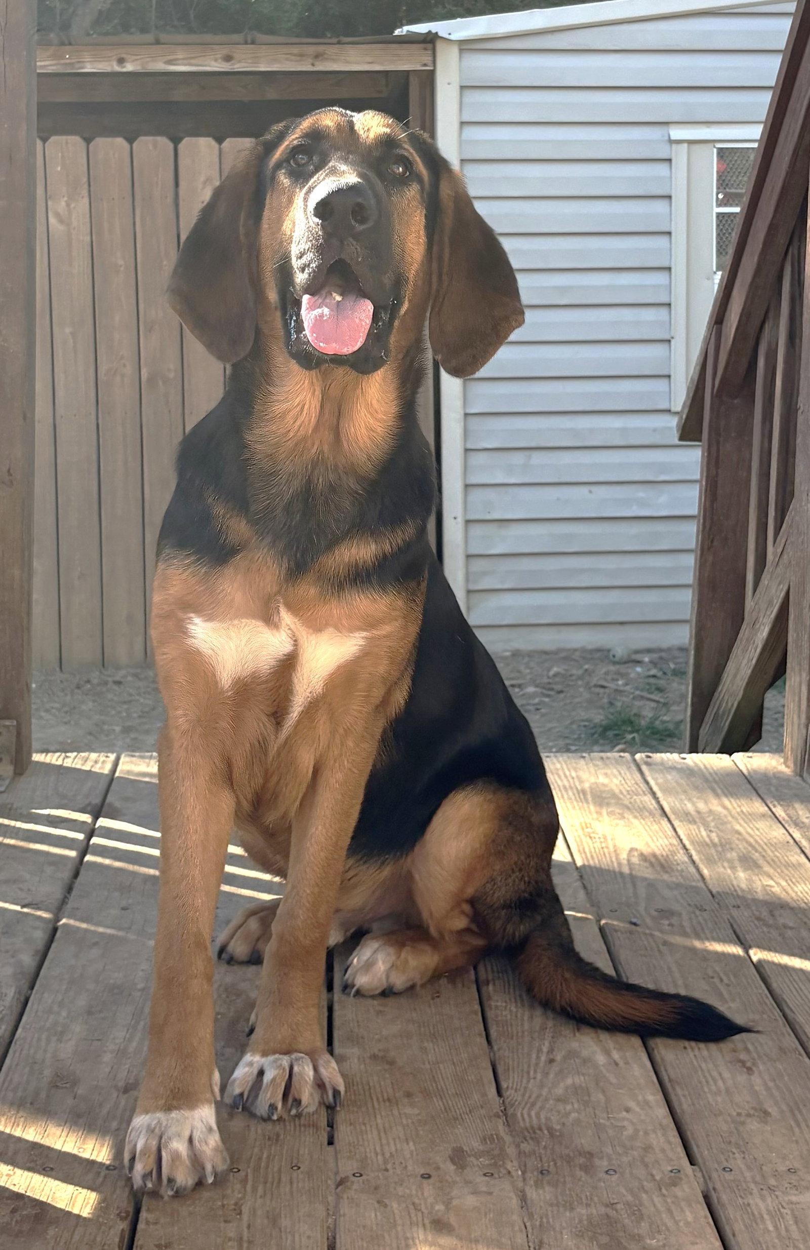 261548 Capybara, Adoptable, Young Male Bloodhound & German Shepherd Dog.