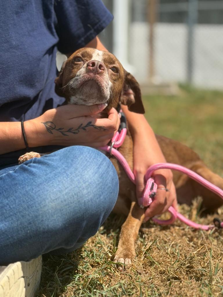 Rihanna/Diamond/Annie, Adoptable, Young Female Terrier.