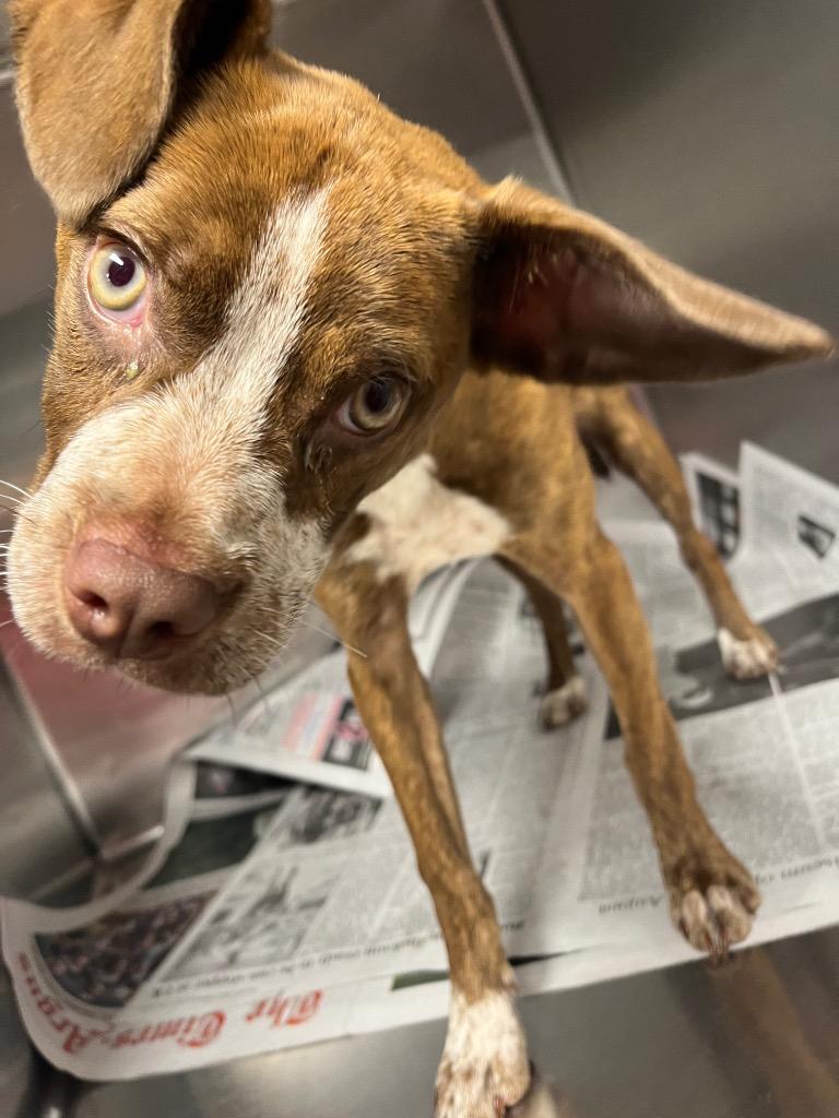 Enlarge Rihanna/Diamond/Annie, a Adoptable mixed breed in Hopkinsville, KY image 2/6