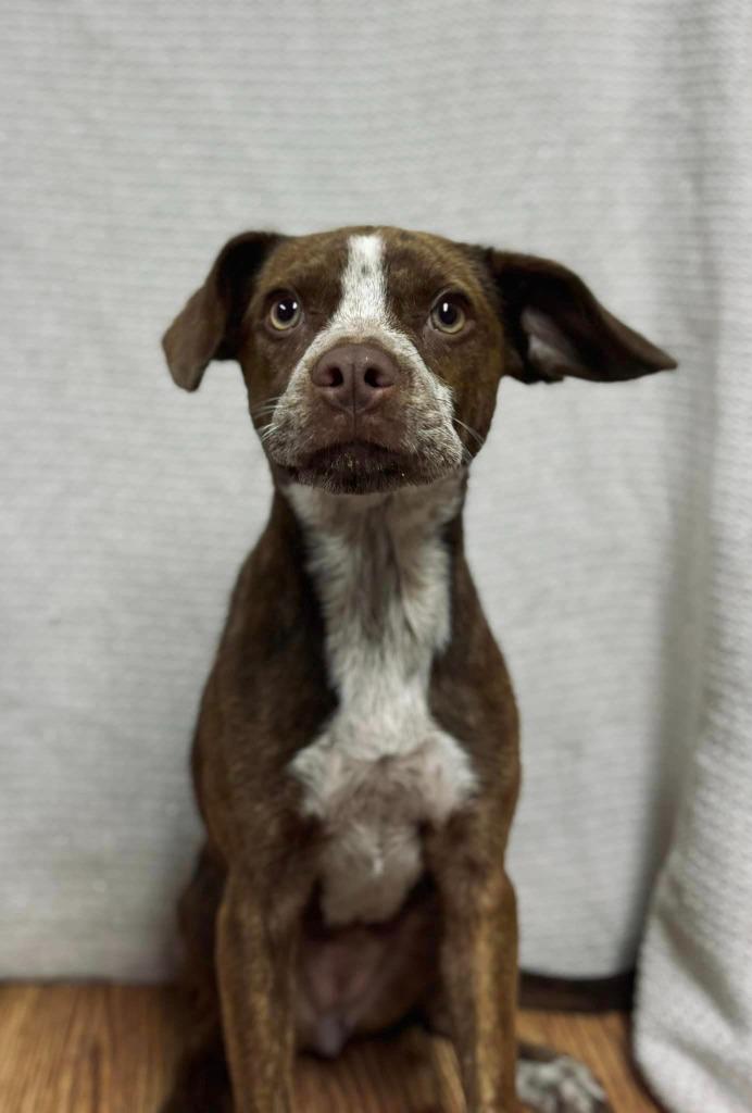 Enlarge Rihanna/Diamond/Annie, a Adoptable mixed breed in Hopkinsville, KY image 3/6