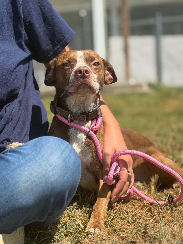 Enlarge Rihanna/Diamond/Annie, a Adoptable mixed breed in Hopkinsville, KY image 4/6