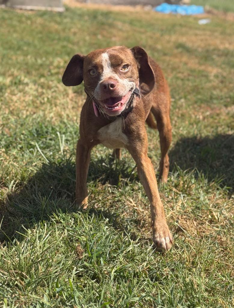 Enlarge Rihanna/Diamond/Annie, a Adoptable mixed breed in Hopkinsville, KY image 5/6