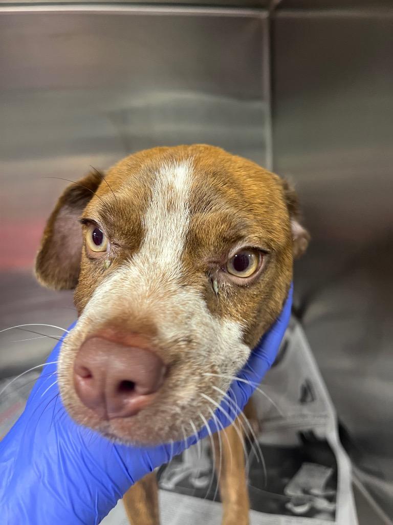 Enlarge Rihanna/Diamond/Annie, a Adoptable mixed breed in Hopkinsville, KY image 6/6