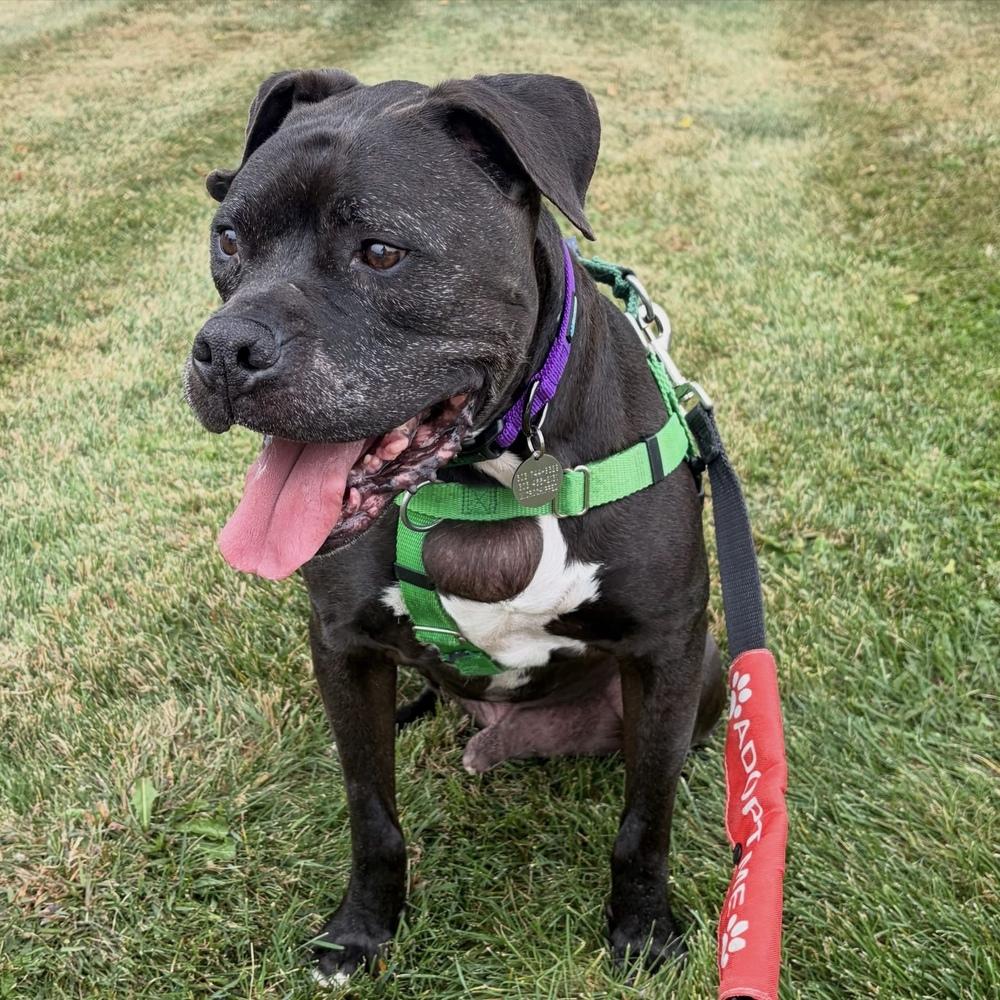 Jax, Adoptable, Senior Male Boxer & Pit Bull Terrier.