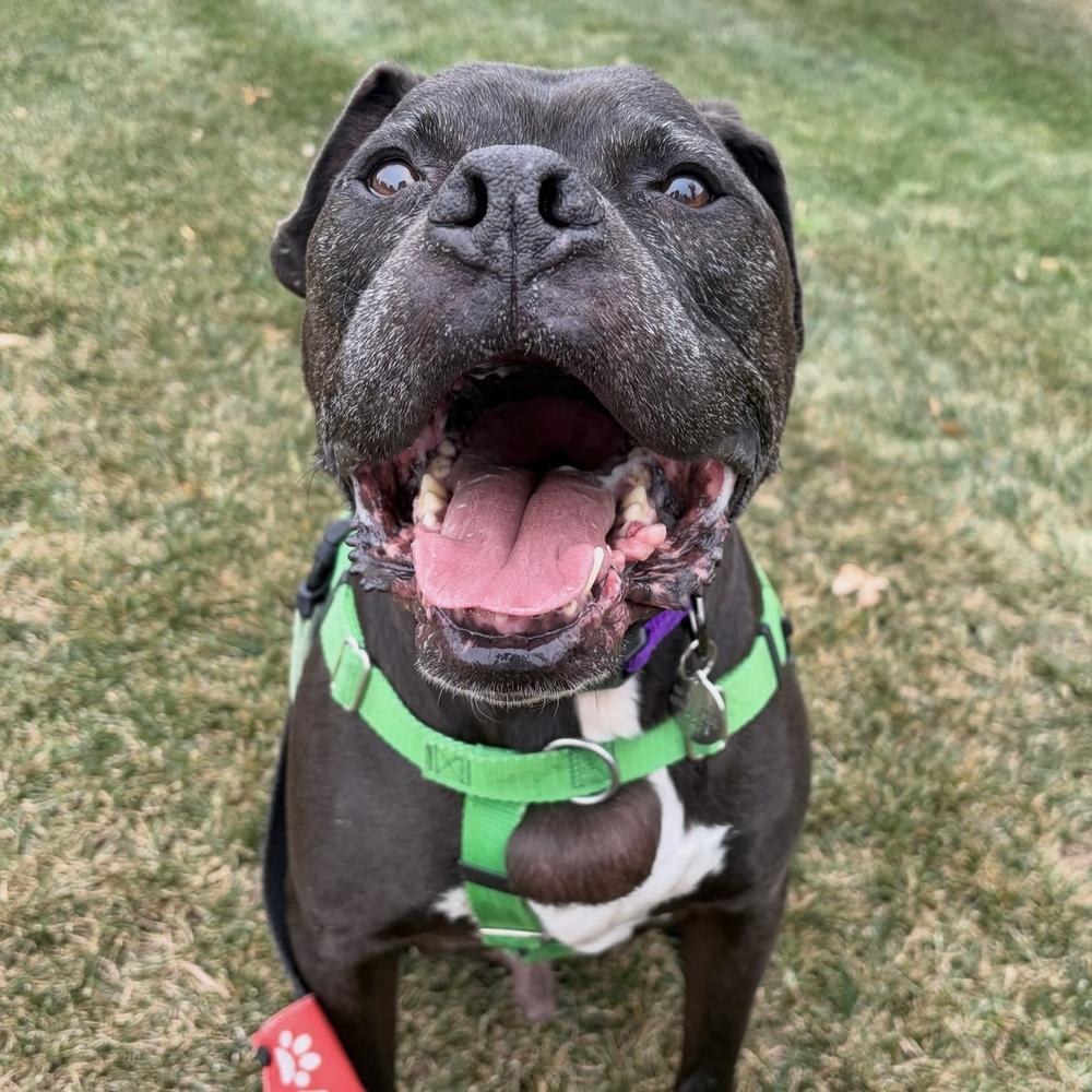 Enlarge Jax, a Adoptable mixed breed in Denver, CO image 2/4