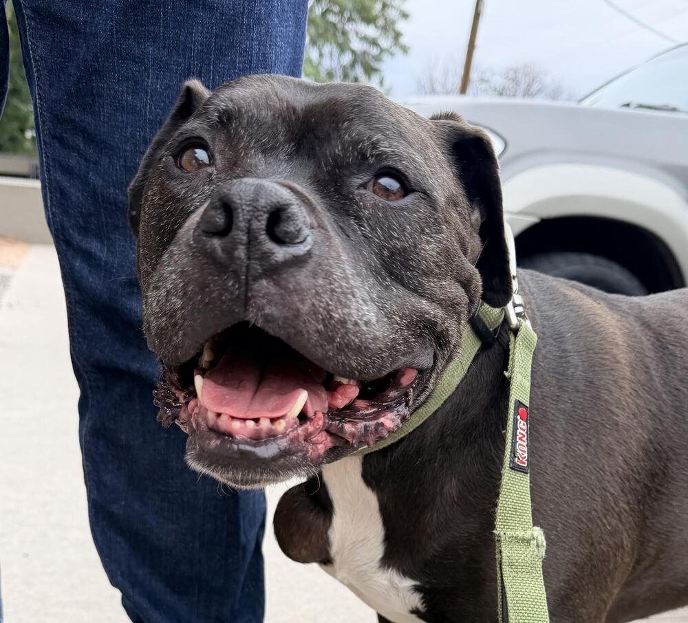 Enlarge Jax, a Adoptable mixed breed in Denver, CO image 3/4