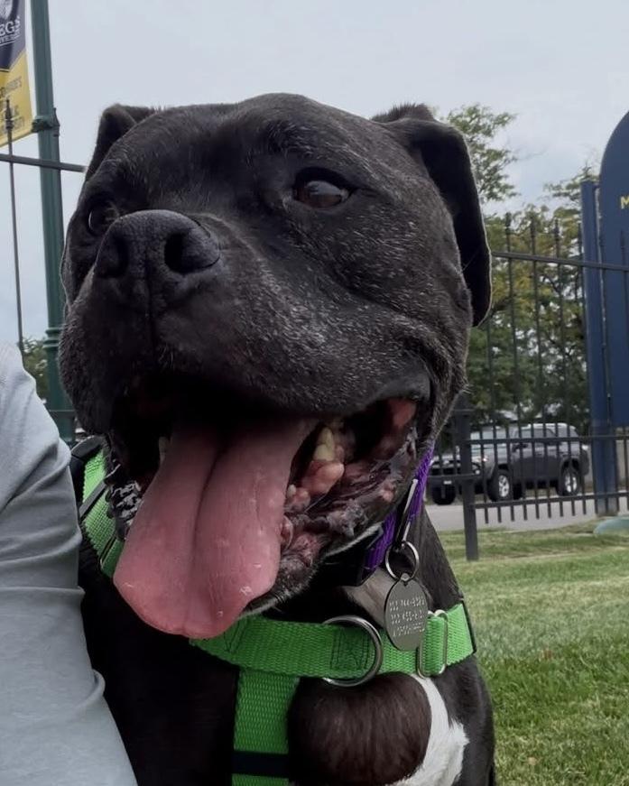 Enlarge Jax, a Adoptable mixed breed in Denver, CO image 4/4