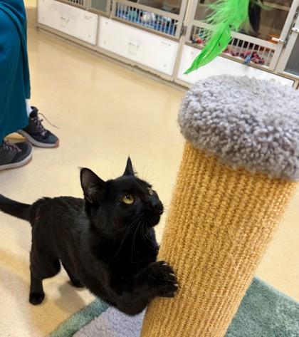 Anna, Adoptable, Adult Female Domestic Short Hair & Domestic Short Hair.