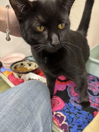 Enlarge Anna, a Adoptable mixed breed in New Hope, PA image 2/3