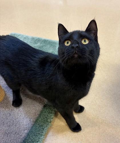 Enlarge Anna, a Adoptable mixed breed in New Hope, PA image 3/3