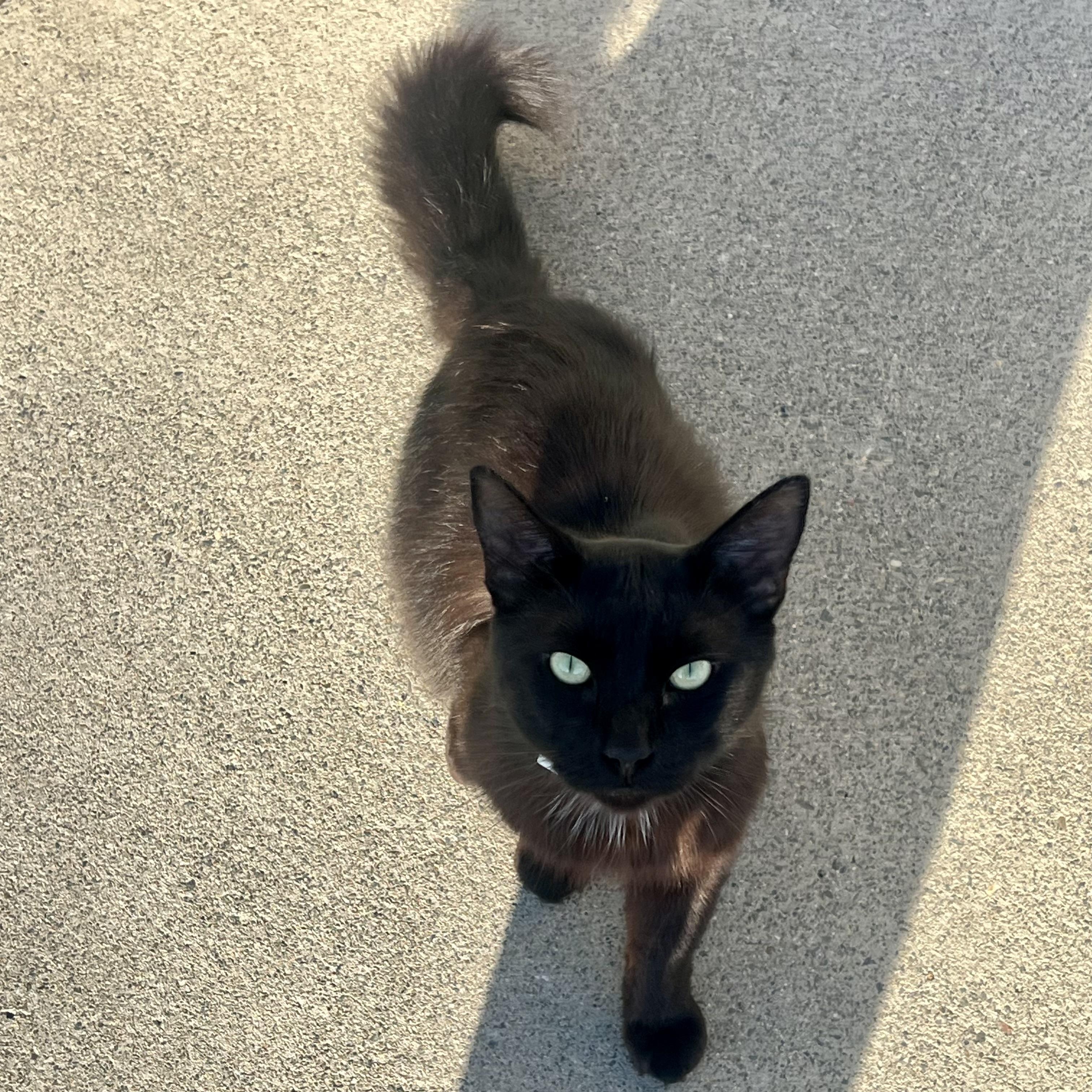 Ash, ADOPTABLE, Adult Male Domestic Medium Hair.
