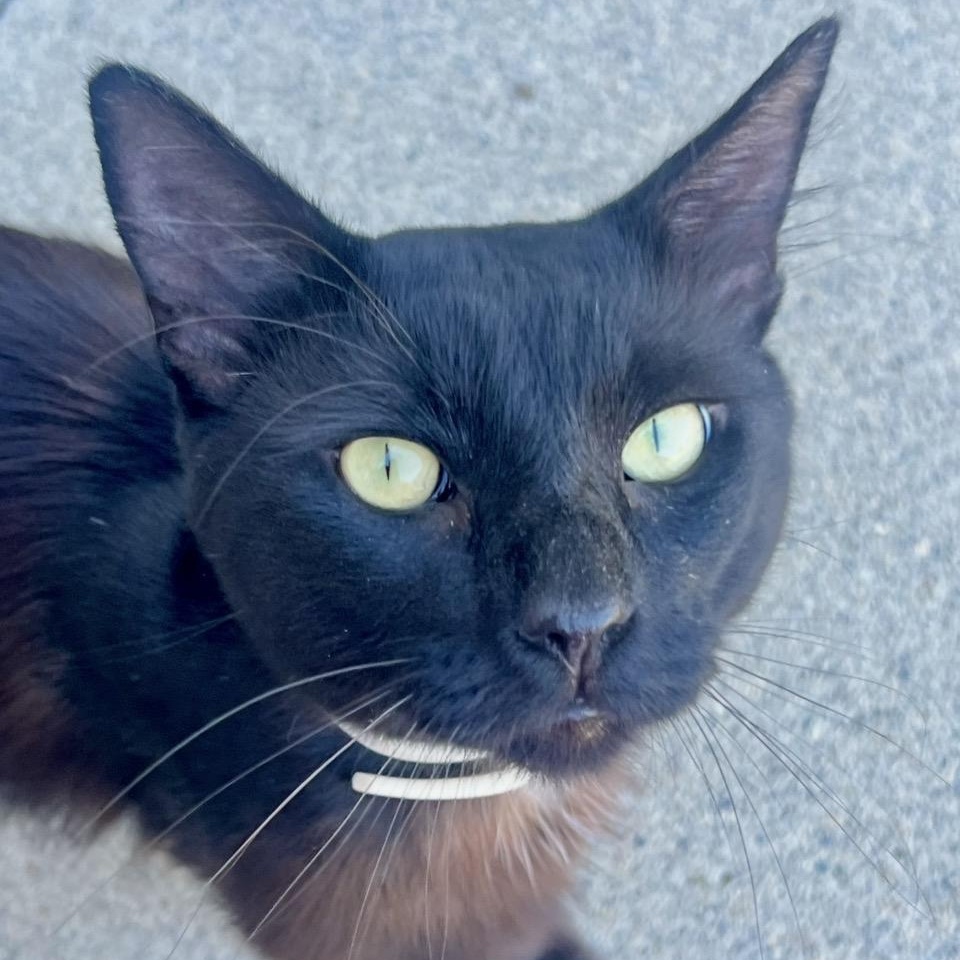 Ash, a ADOPTABLE Domestic Medium Hair in modesto, CA image 3/3