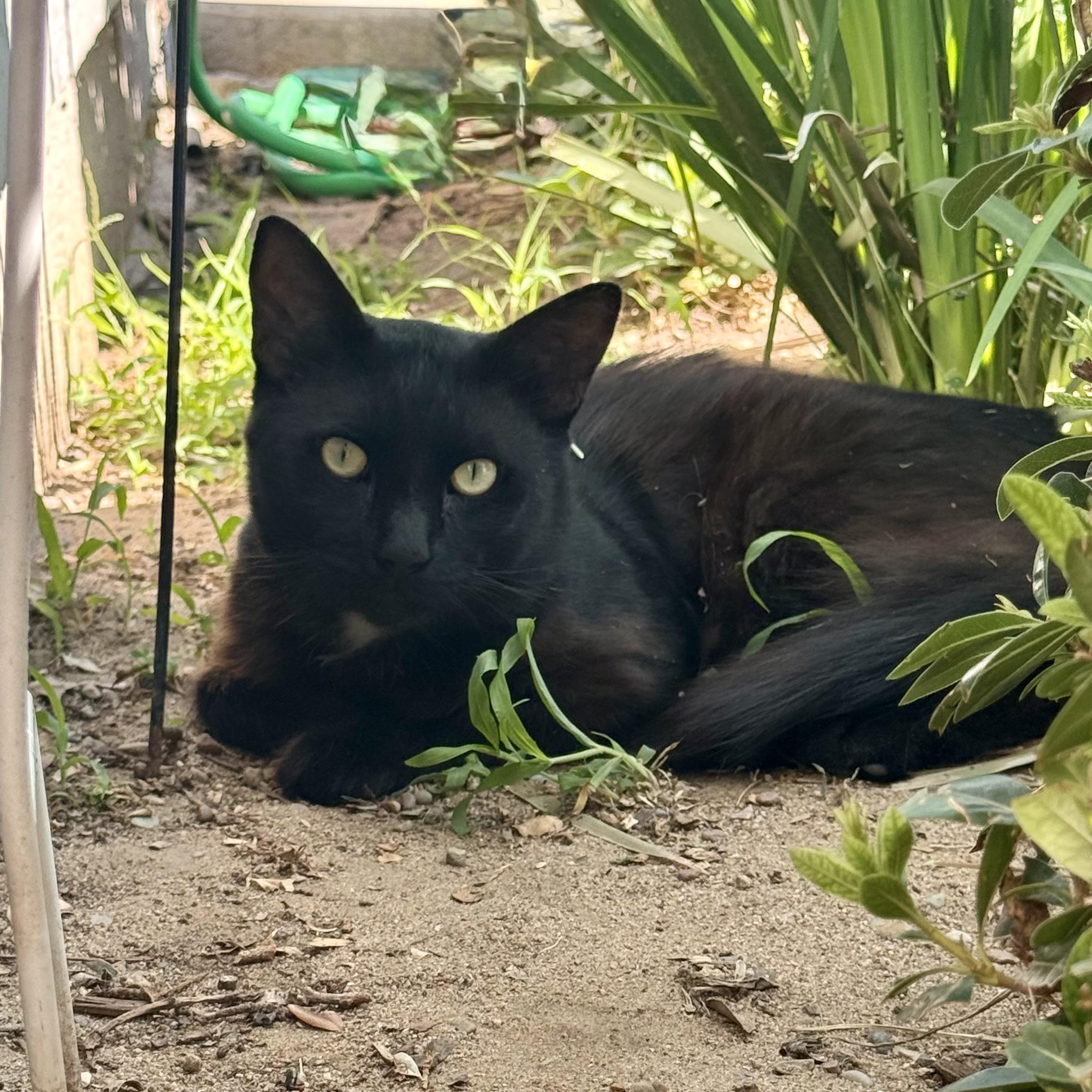 Ash, a ADOPTABLE Domestic Medium Hair in modesto, CA image 2/3