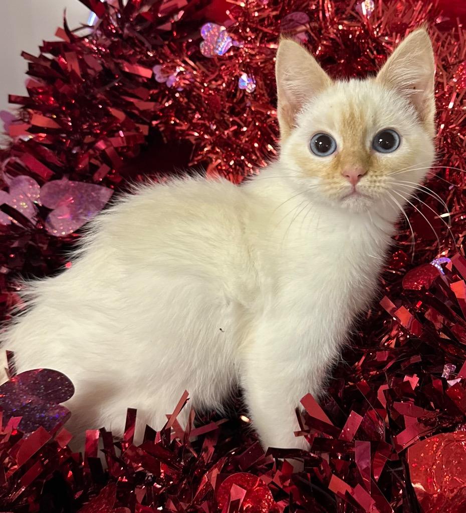 Enlarge 12/11/25 Gumdrop, a Adopted mixed breed in Stillwater, OK image 1/1