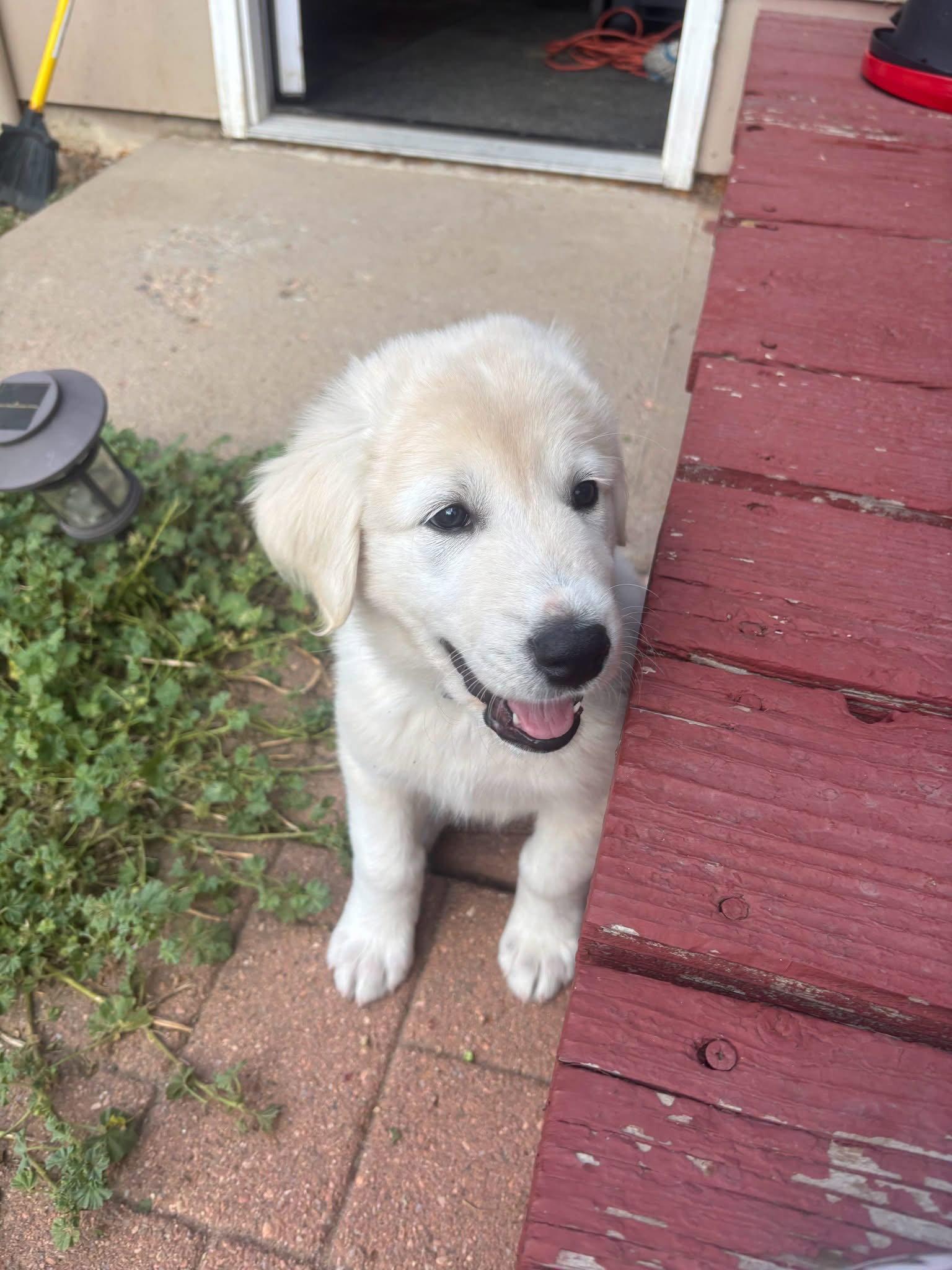 Enlarge Colin, a Adoptable mixed breed in Denver, CO image 2/3