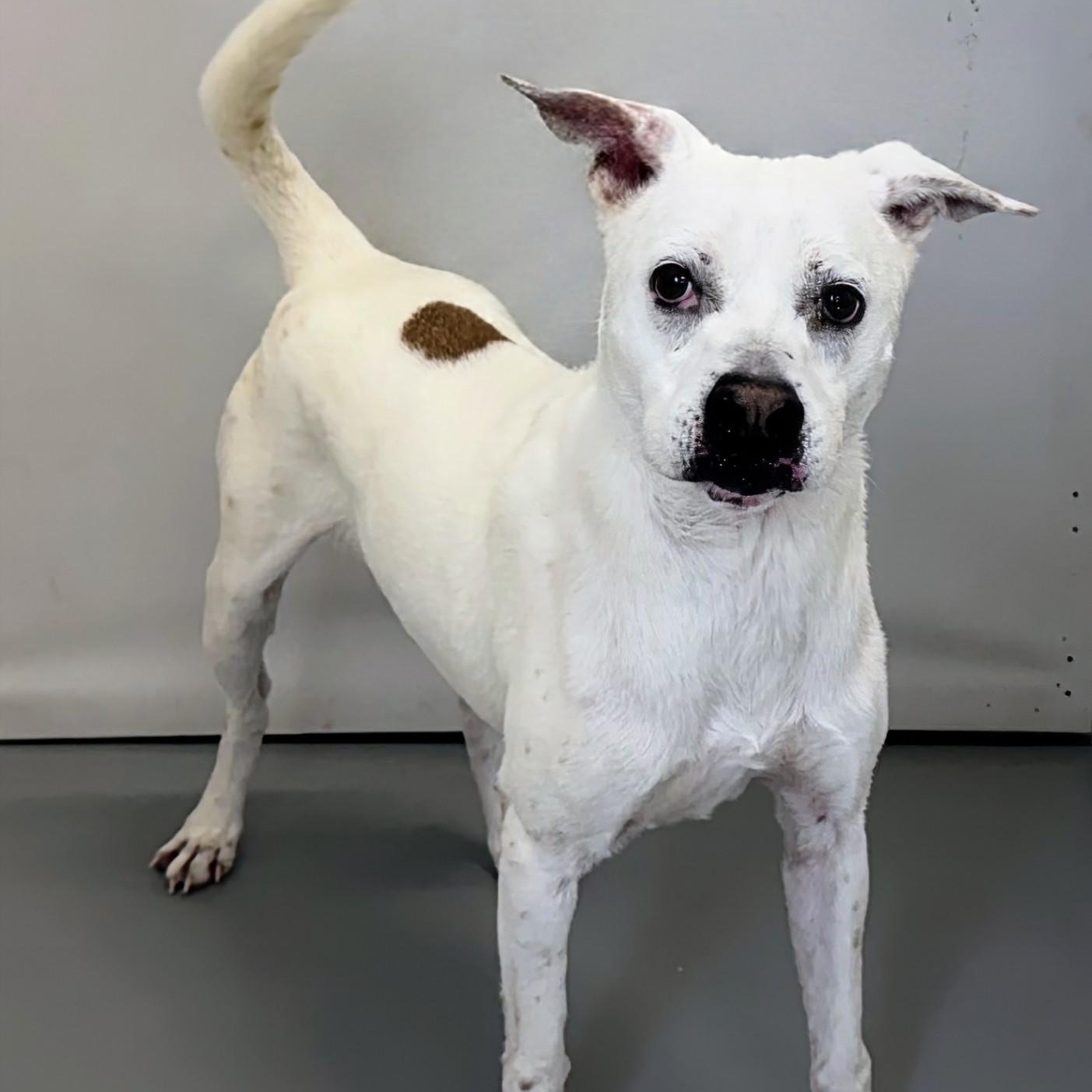 Enlarge Deryl, a Adoptable mixed breed in Aurora, NE image 3/4