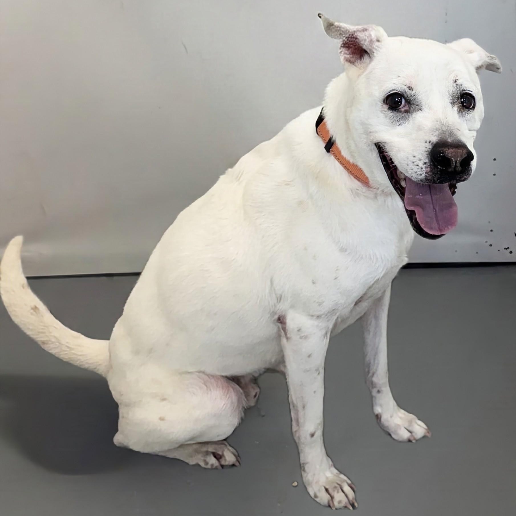 Enlarge Deryl, a Adoptable mixed breed in Aurora, NE image 2/4