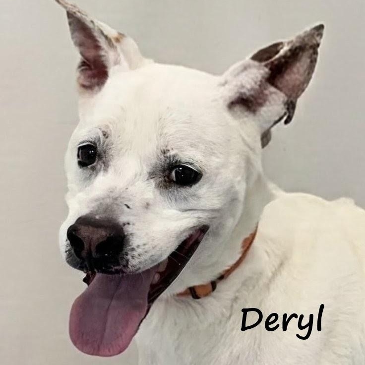 Deryl, Adoptable, Senior Male Pit Bull Terrier.