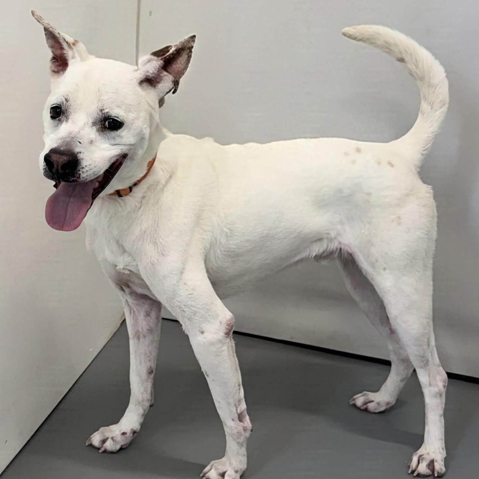 Enlarge Deryl, a Adoptable mixed breed in Aurora, NE image 4/4