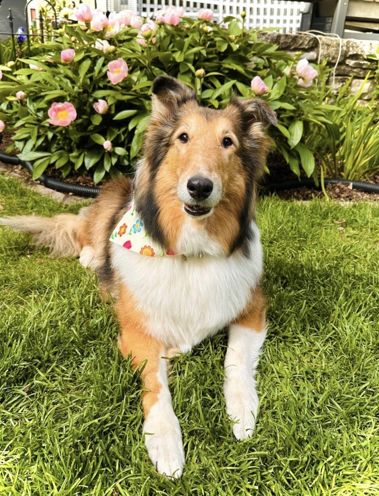 Enlarge Kirby, a ADOPTABLE Rough Collie in Lisle, IL image 1/6