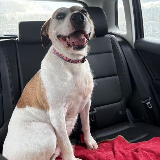 Coco, a Adoptable mixed breed in Turlock, CA image 2/6