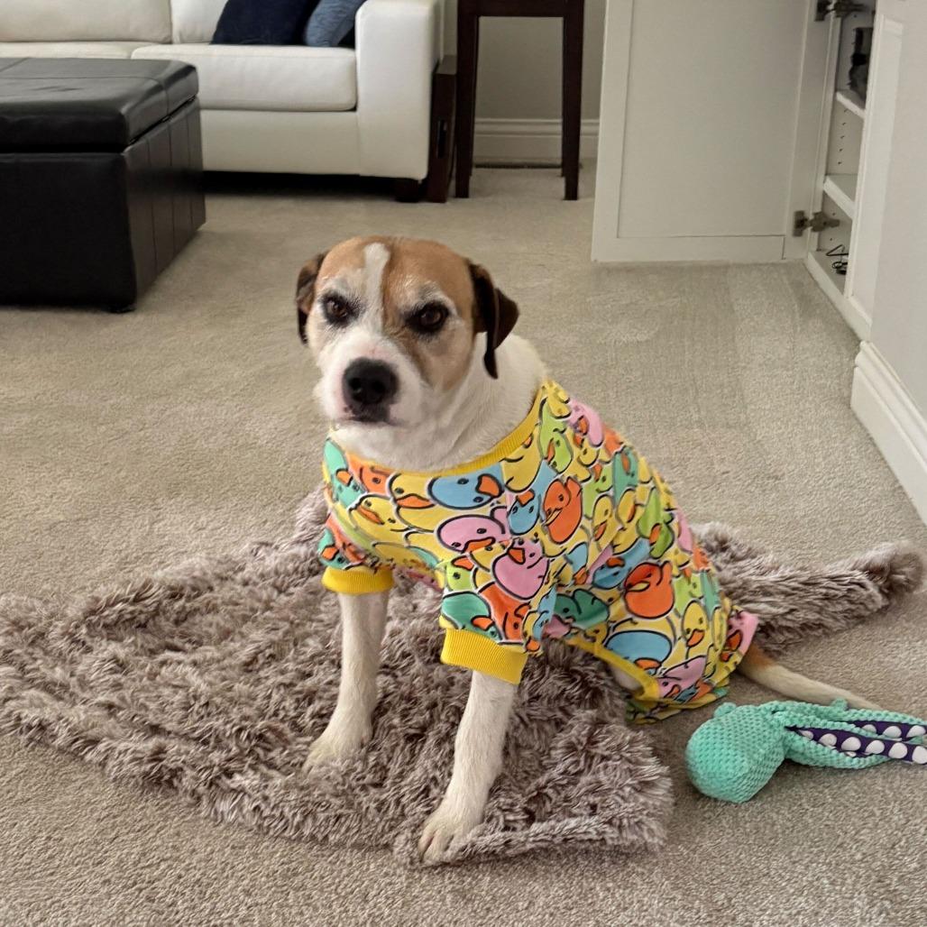 Enlarge Coco, a Adoptable mixed breed in Turlock, CA image 2/6