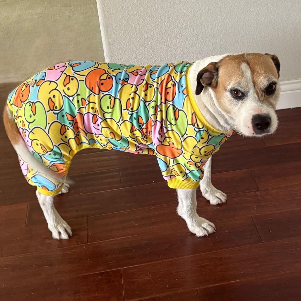 Coco, a Adoptable mixed breed in Turlock, CA image 3/6