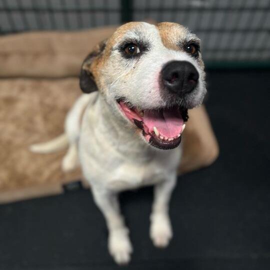 Coco, a Adoptable mixed breed in Turlock, CA image 4/6