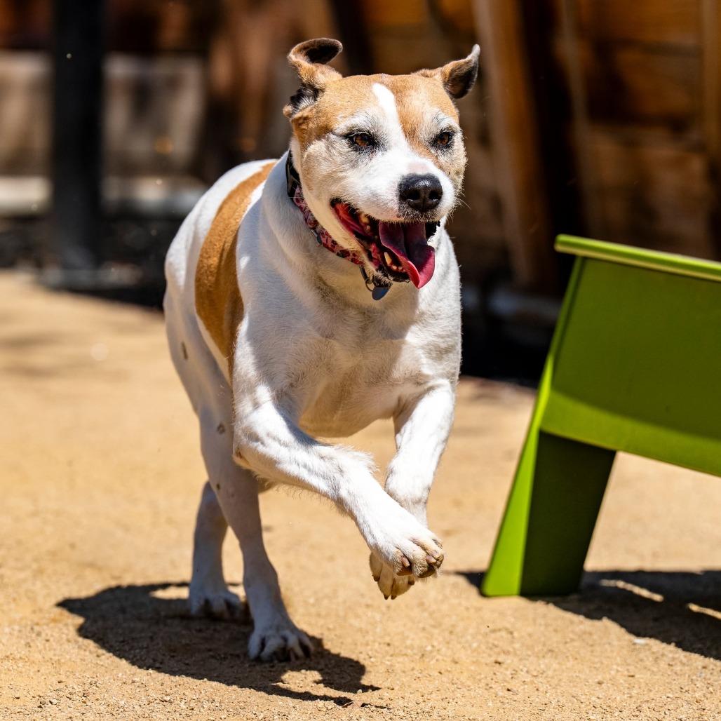 Enlarge Coco, a Adoptable mixed breed in Turlock, CA image 4/6