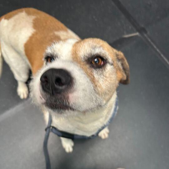 Coco, a Adoptable mixed breed in Turlock, CA image 5/6