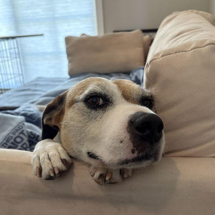 Enlarge Coco, a Adoptable mixed breed in Turlock, CA image 5/6