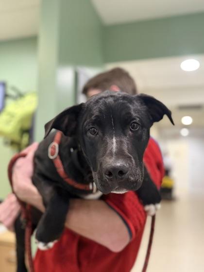 Enlarge Traveler, a Adoptable mixed breed in Harbor Springs, MI image 1/1