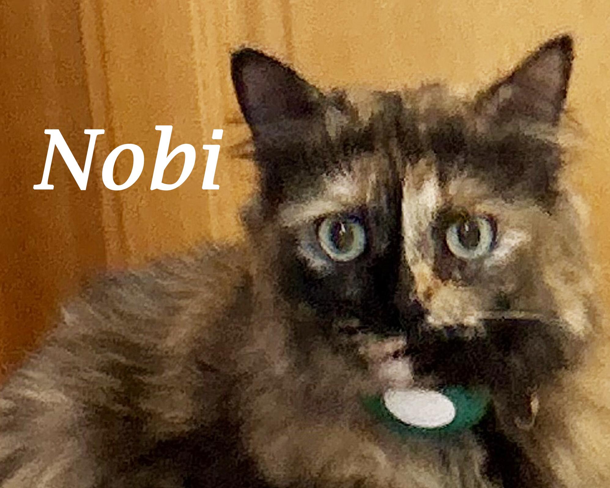 NOBI, Adopted, Adult Female Tortoiseshell.