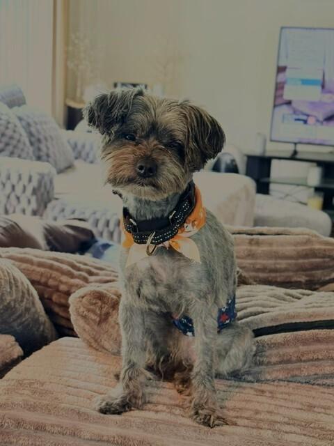 Beau, Adoptable, Adult Male Shih Tzu.