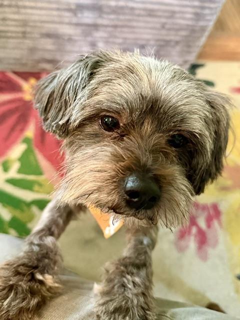 Enlarge Beau, a Adoptable mixed breed in Grand Rapids, MI image 2/4